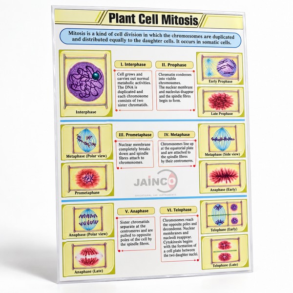 Plant Cell Mitosis Chart